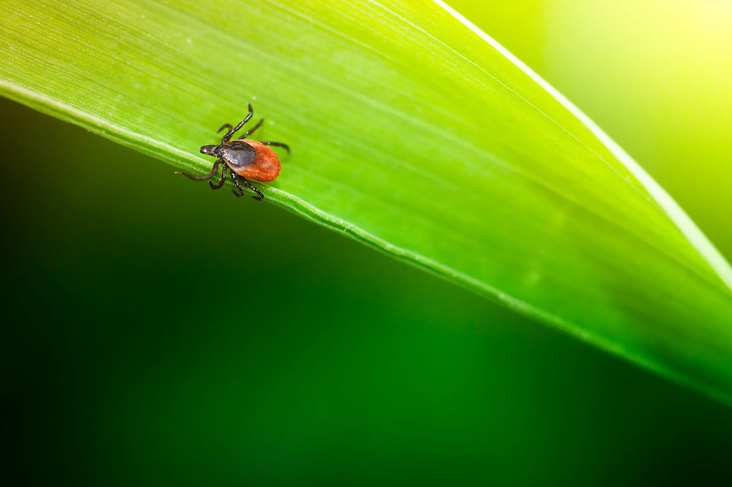 Red tick on the leaf