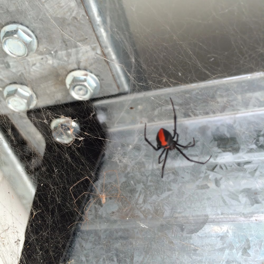 How to Get Rid of Spiders