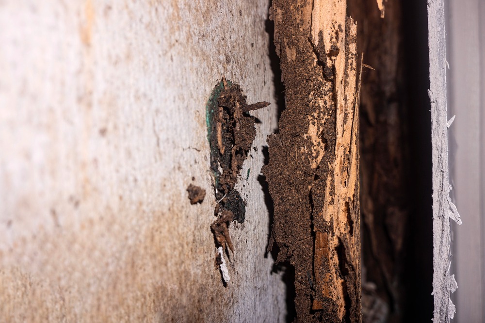 Don't Let Termites Take Over