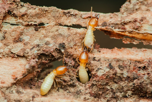 Close-up view of termites actively consuming and damaging a wooden structure, highlighting the destructive nature of these pests and the importance of pest control measures