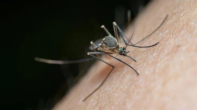 Mosquito biting skin, a vector for West Nile virus