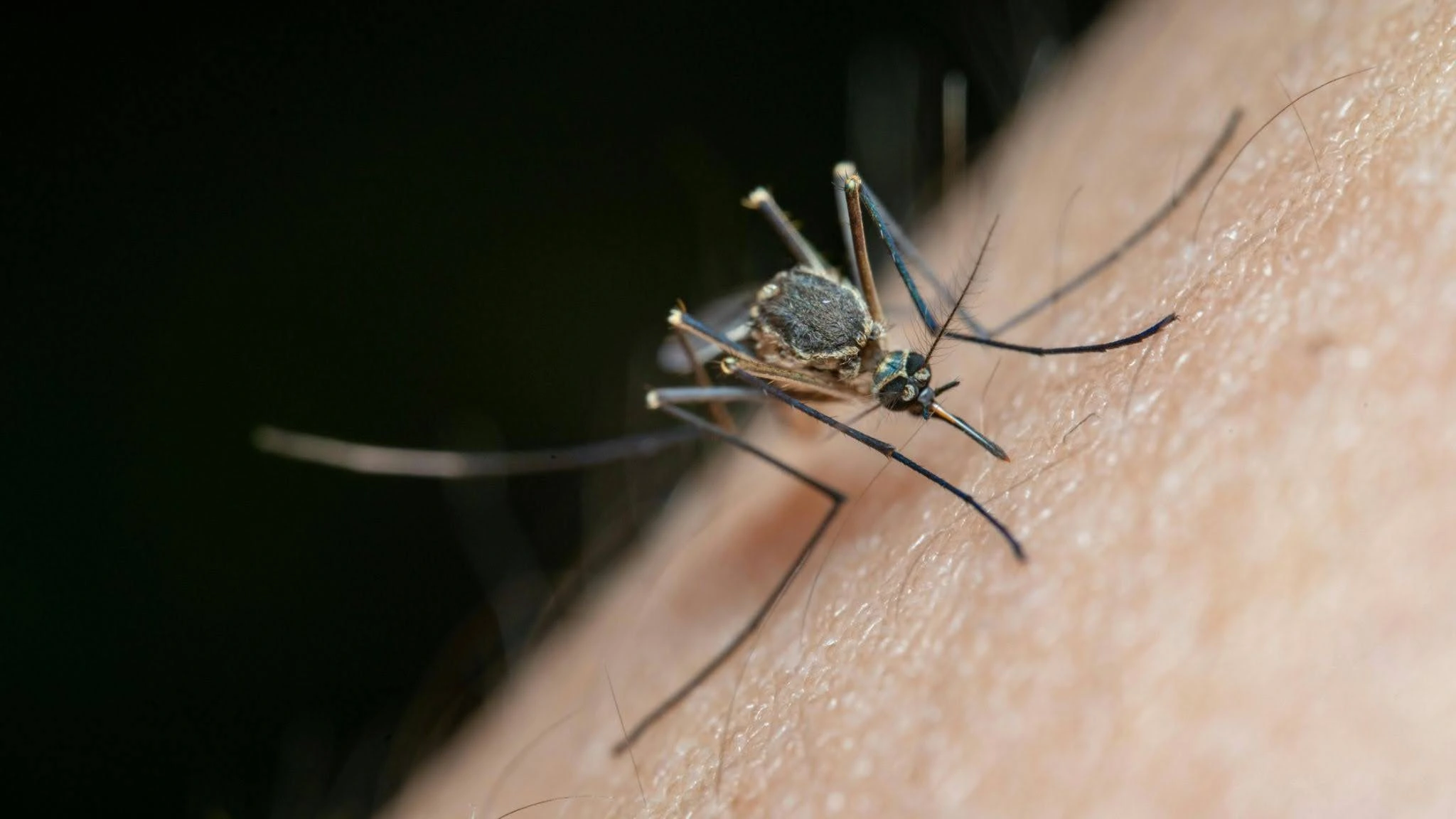 Mosquito biting skin, a vector for West Nile virus
