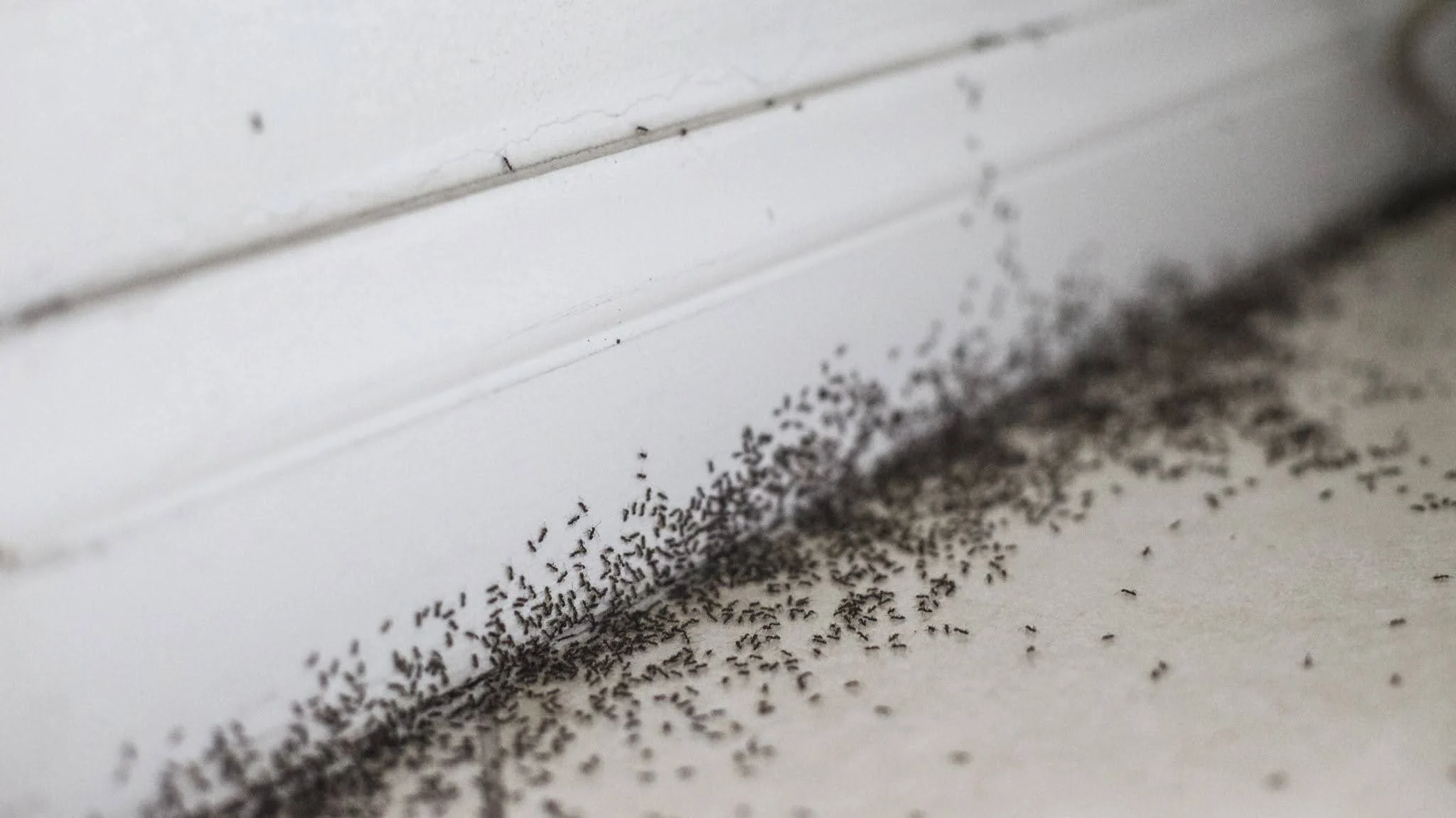 Argentine ants trailing on a Fresno kitchen counter