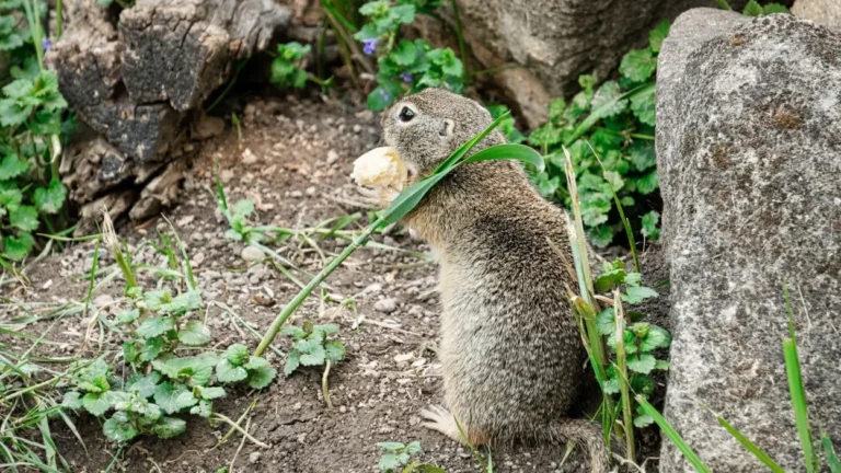 House mouse activity near a Madera-area orchard